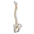 Highly Flexible Spine Model C42862