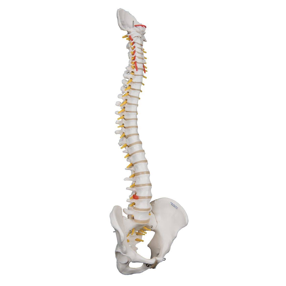 Highly Flexible Spine Model C42862