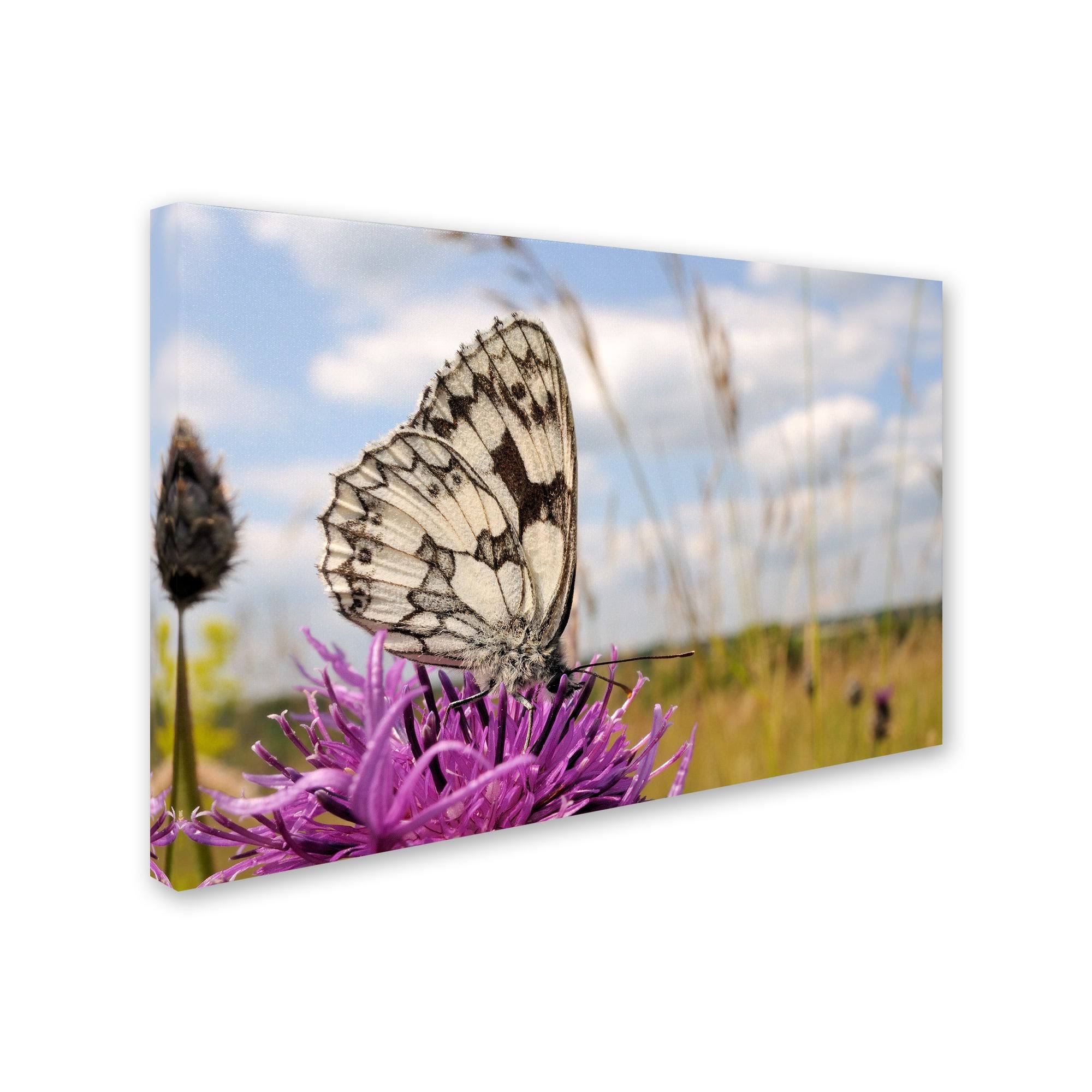 White Butterfly Canvas Art G84358