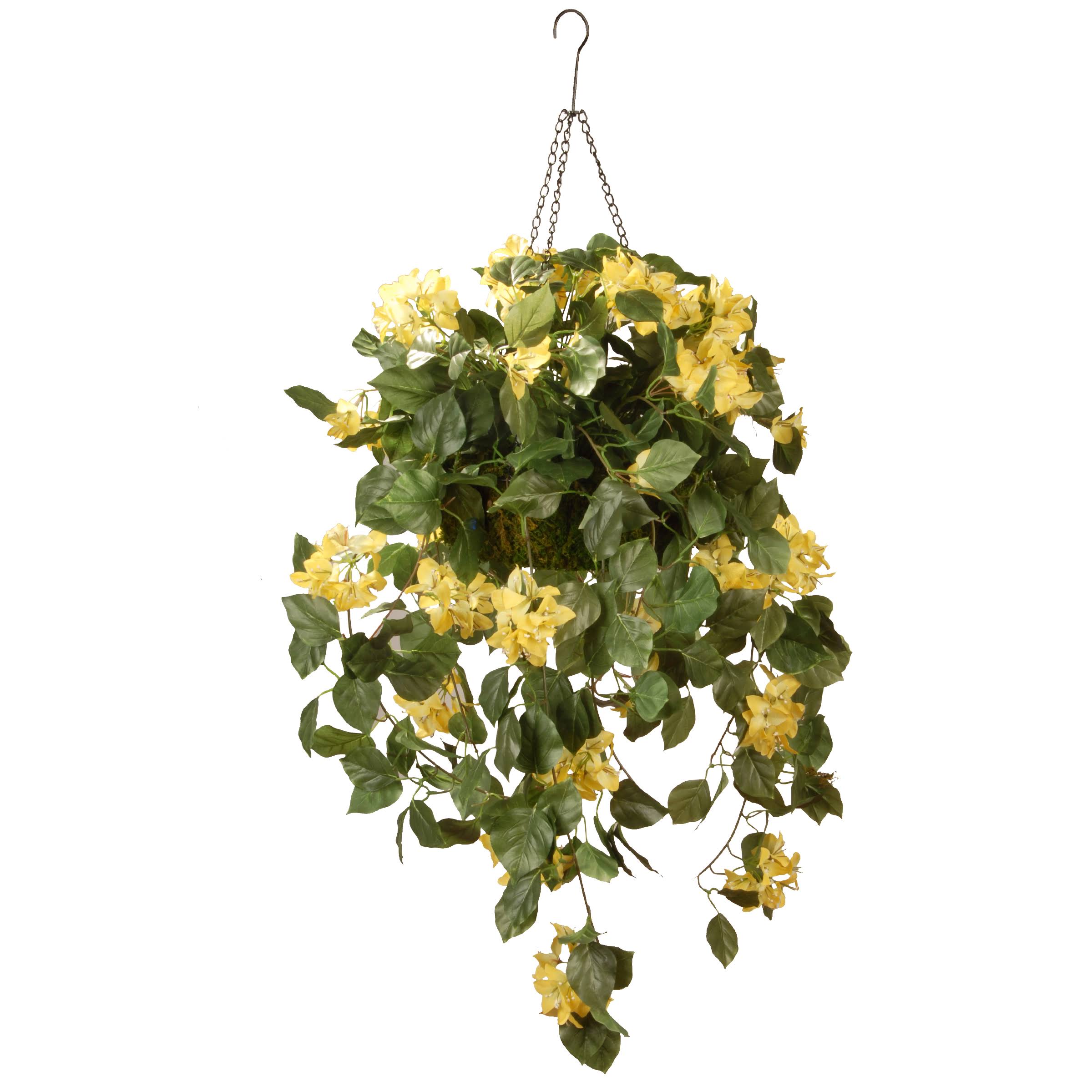 14 in. Bougainvillea Plant Hanging Basket D858