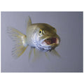 Captive Northern Pike Swallows Rainbow Trout U92365