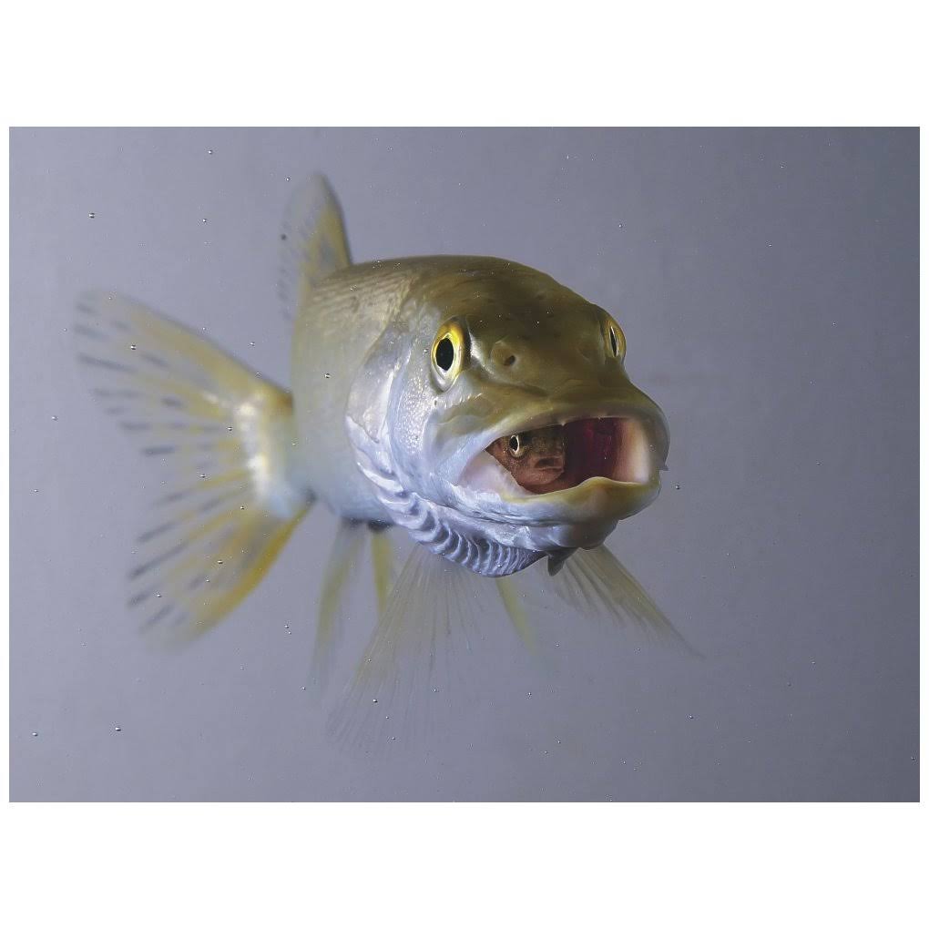 Captive Northern Pike Swallows Rainbow Trout U92365