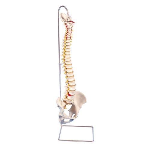 Highly Flexible Spine Model C42862