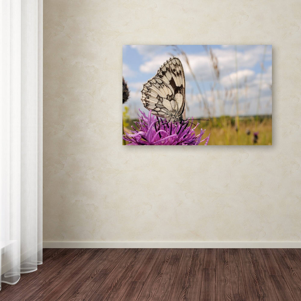 White Butterfly Canvas Art G84358