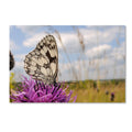 White Butterfly Canvas Art G84358